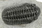 Adrisiops Weugi Trilobite - Recently Described Phacopid #192827-2
